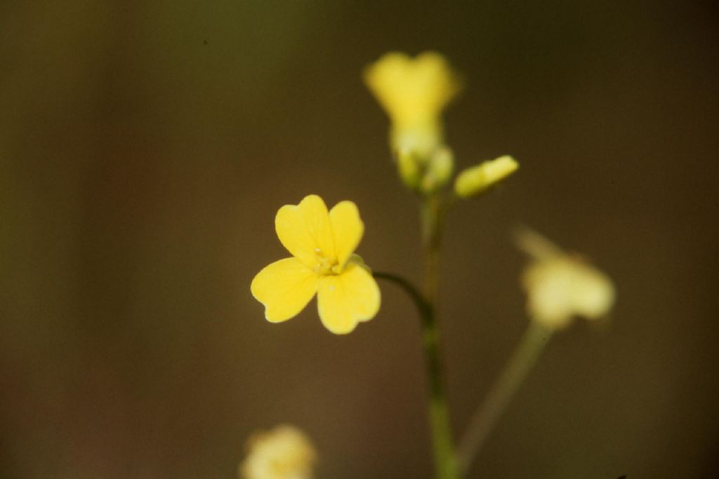 Bunias erucago / Cascellore comune